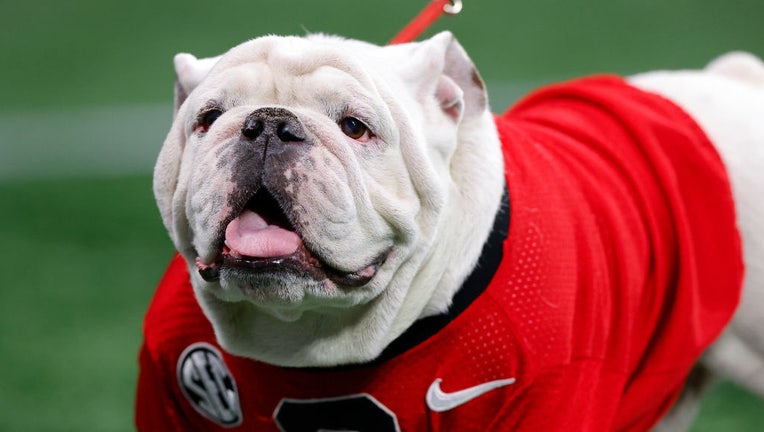 Uga X, Retired University Of Georgia Mascot, Dies At 10 | FOX 5 Atlanta