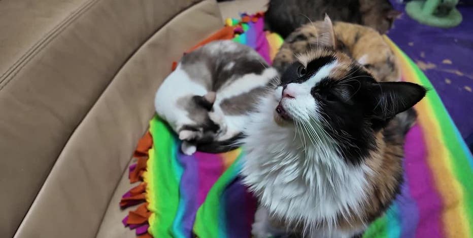 P-THE-FRISKY-WHISKER-ATL-