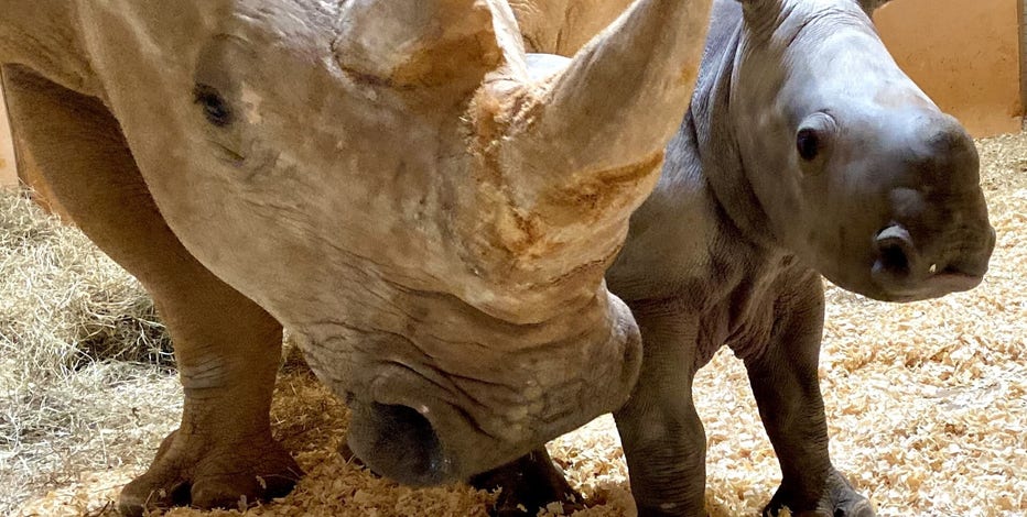 It's a girl! First southern white rhino born at Zoo Atlanta on