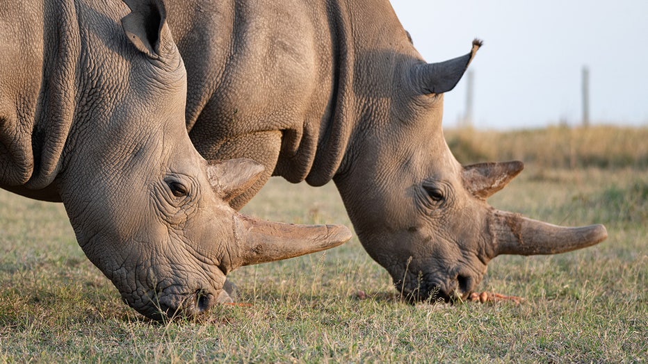 IVF-rhino-images3.jpg