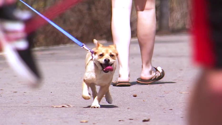 Veterinarians say a decision on whether to let your pet outside and keep them on a leash when they are, also can help keep them safe and healthy.