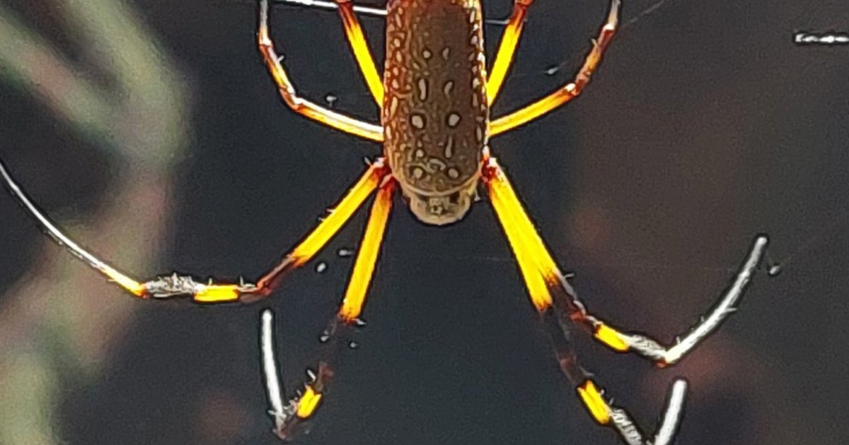Cutting-edge spider exhibit crawls into Atlanta’s Fernbank Museum | FOX ...