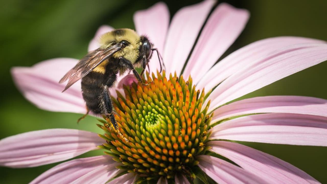 Pollen season marches toward peak activity across southern US