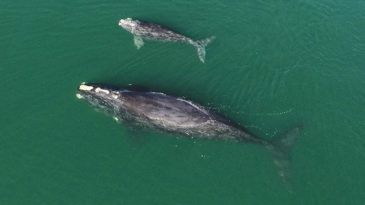 North Atlantic right whale found dead off Georgia coast marks second recent death of endangered species