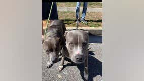 Missing California dogs found in Georgia, police say