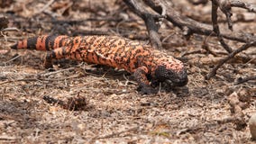 Colorado man bitten by pet Gila monster dead days later