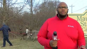 Watch: Donkeys interrupt meteorologist’s report, stealing the spotlight