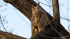 Flaco, NYC's famous escapee owl, dies after colliding with building