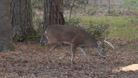 Suburban deer hunters donate 700 lbs. of venison to metro Atlanta Salvation Army