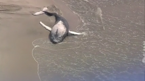 Another whale found dead at Assateague Island; offshore wind projects causing concern