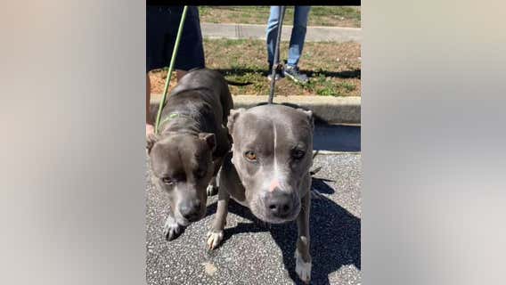 Missing California dogs found in Georgia, police say