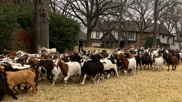 Arlington goat escape: Dozens of goats escape enclosure, wander through neighborhoods