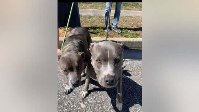Missing California dogs found in Georgia, police say