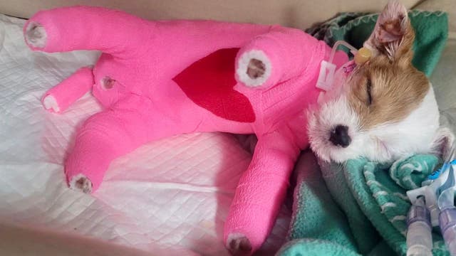 RIP Elsie: Puppy burned by boiling water dies after intense rescue