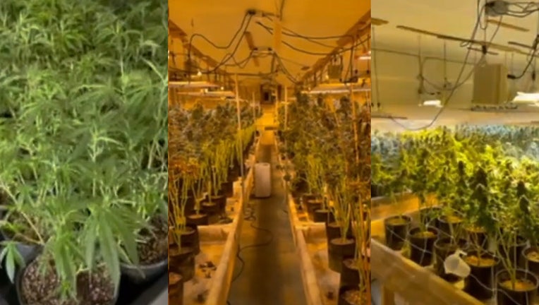 Largest indoor drug growing bust in Pierce County history