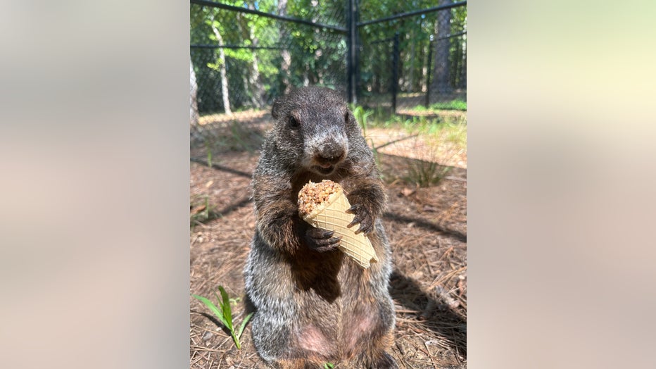 Georgia Groundhog Day 2024 General Beauregard Lee livestream | FOX 5