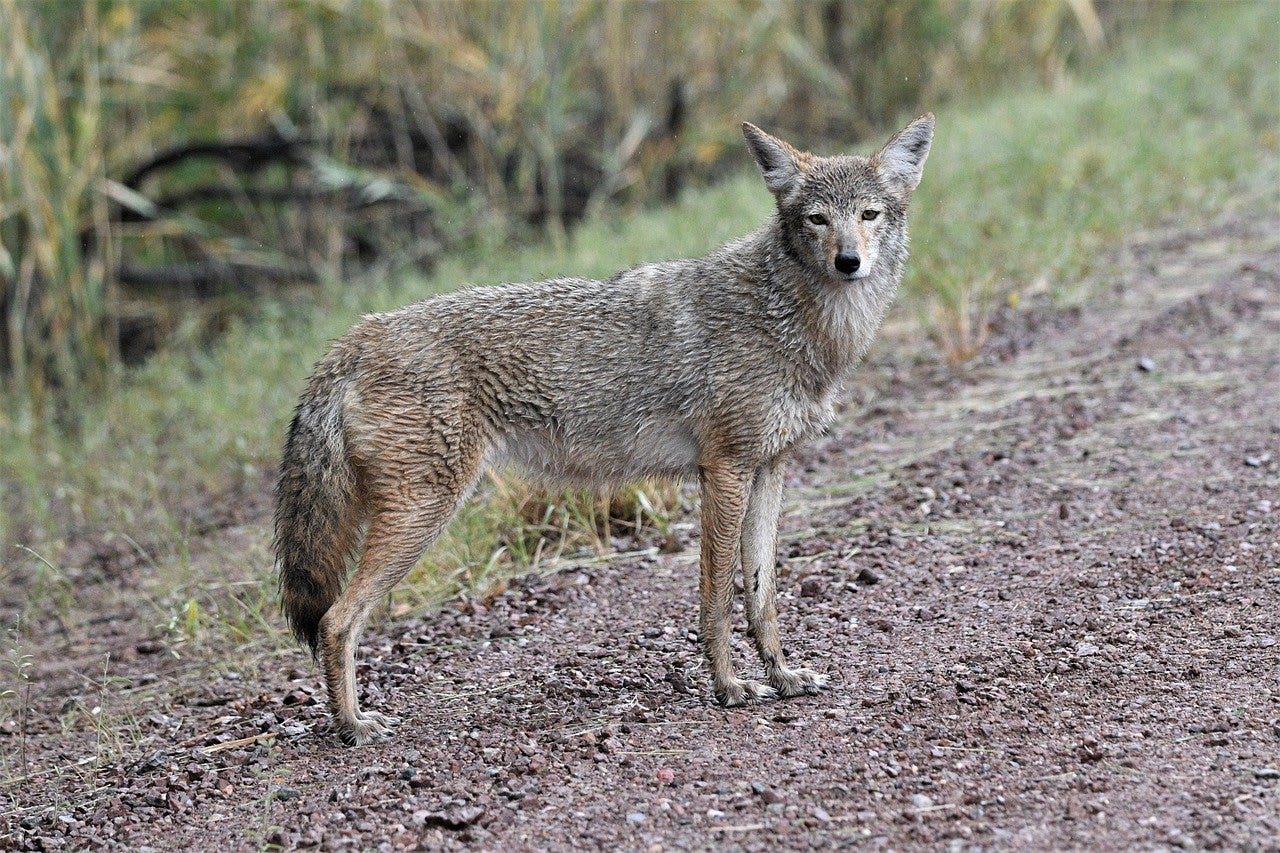 Rabid coyote confirmed after attacks on humans, pets in Buford