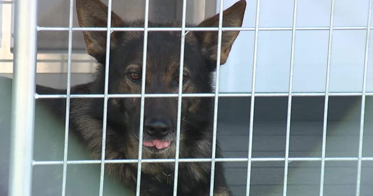 Cobb County Police K-9 unit tries out new canine-saving technology ...