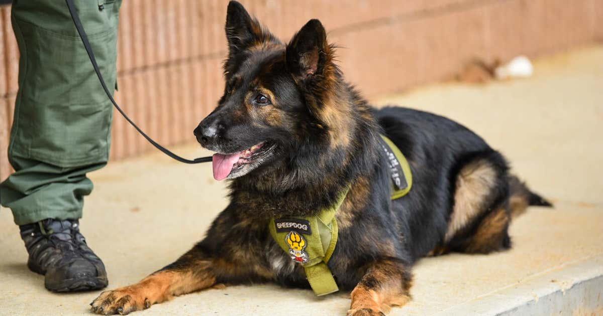 Retired K9 officer passes away in Barrow County | FOX 5 Atlanta