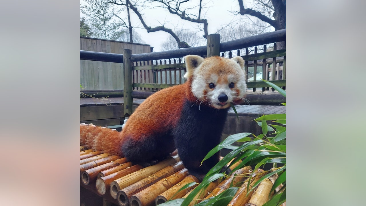Zoo Atlanta mourning death of Ruby the red panda - Vimarsana News