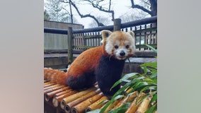Zoo Atlanta mourning death of Ruby the red panda