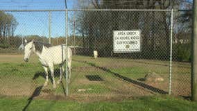 Atlanta Police Mounted Patrol horse escapes through vandalized fence