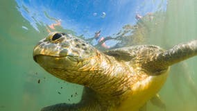 Sea turtle meat consumption leads to multiple deaths, hospitalizations in Zanzibar