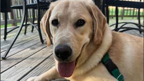 FOX 5 fostering puppy to become service dog | How you can donate to Mae