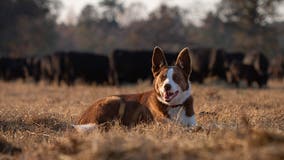 Georgia honors 2 farm dogs' bravery and loyalty in special ceremony