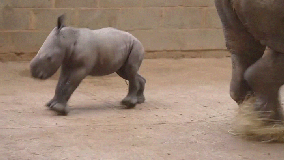 Newborn Southern White Rhino wobbles around his new zoo home