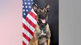 Gwinnett County police K9 Peper dies unexpectedly from medical issue