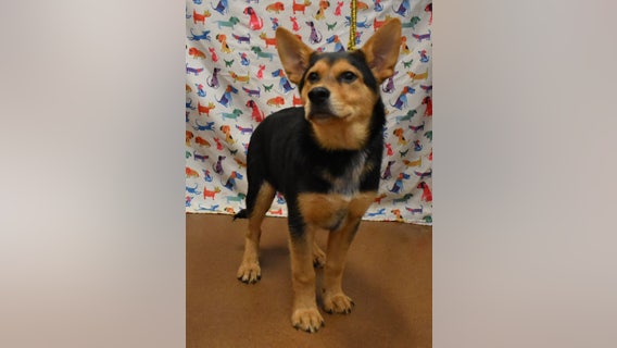 16 huskies rescued from 'deplorable conditions' in Hall County