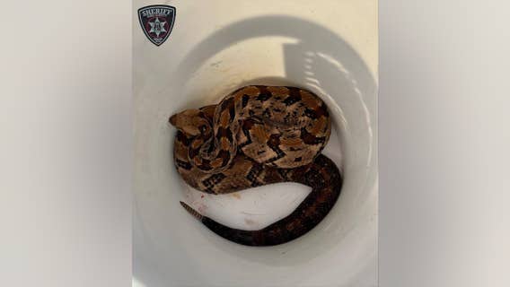 Watch your step! What to do if you see a venomous snake in Georgia