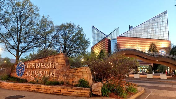 Good Day Atlanta takes annual Spring Break trek to Tennessee Aquarium
