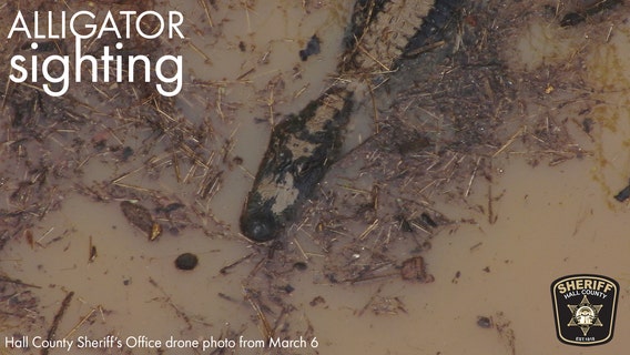 Hall County deputy has close encounter with alligator at local pond