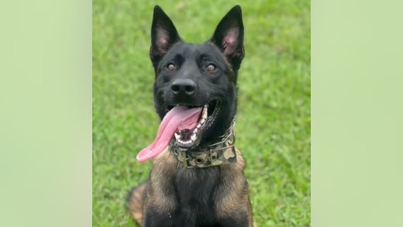 K-9 officer tracks down meth trafficking suspect who fled traffic stop, police say