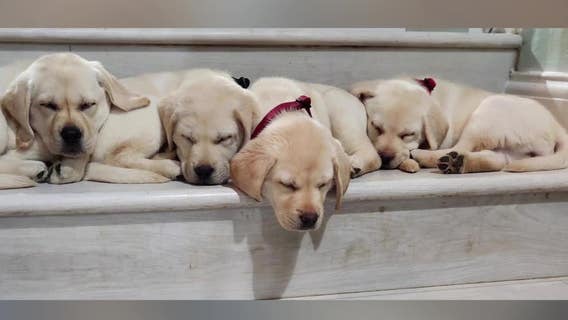 Hero Labradors: Charity providing service dogs to veterans