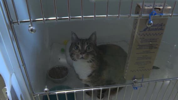 Gwinnett County confronts rise in rabies cases with third positive for 2024