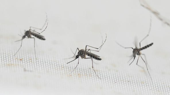 Dengue epidemic declared by Puerto Rico amid spike in virus cases