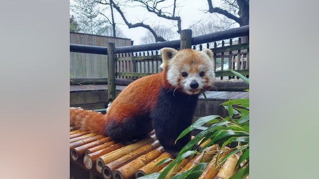 Zoo Atlanta mourning death of Ruby the red panda