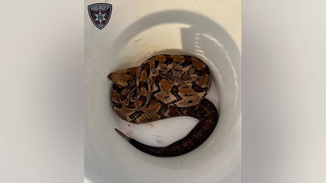 Watch your step! What to do if you see a venomous snake in Georgia