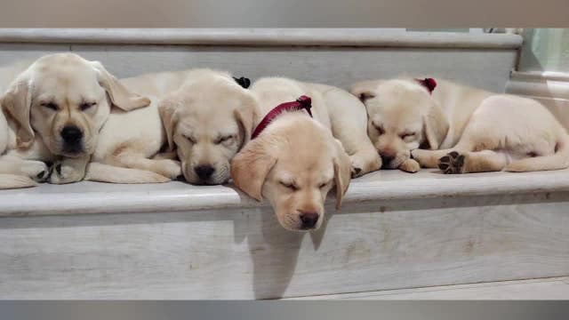 Hero Labradors: Charity providing service dogs to veterans