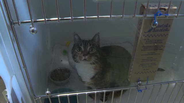 Gwinnett County confronts rise in rabies cases with third positive for 2024