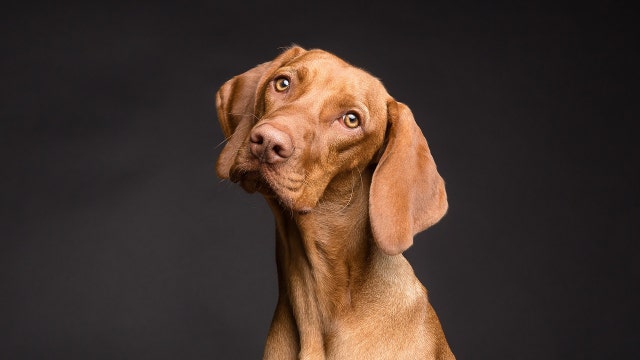 Boarding pets or in-home sitters: In Atlanta, 1 is a clear cost-saver