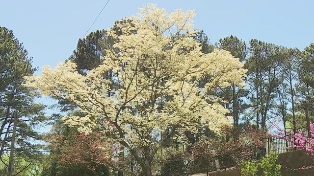 High pollen counts impacting those with, without allergies