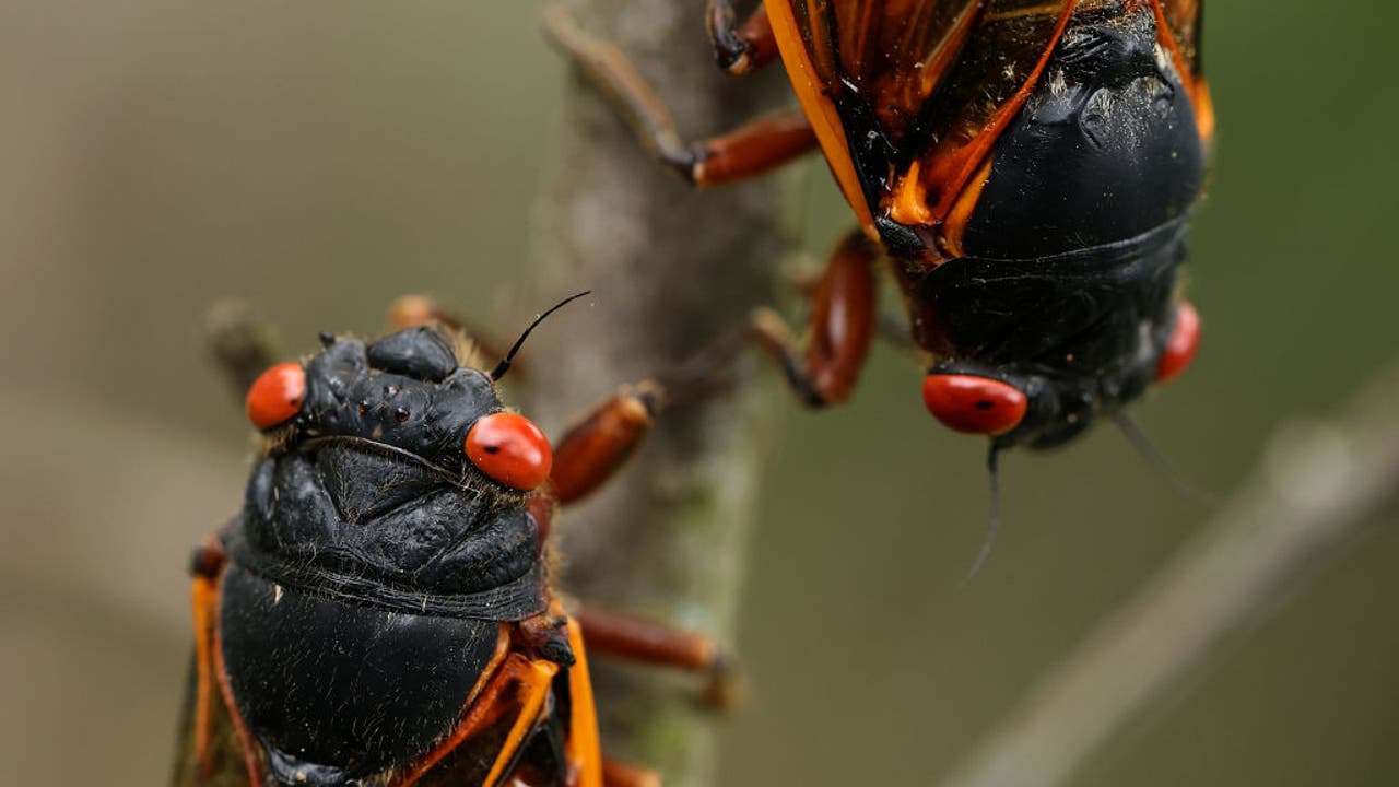 Trillions of Cicadas will ascend onto Georgia in the coming weeks. Here's why this time is different
