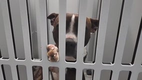 Fayette County's newly opened animal shelter faces immediate criticism over kennel sizes