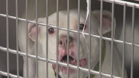 Fulton County animal services stops answering Atlanta's calls for animal control