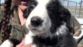 Colorado shelter dogs trained to be service dogs