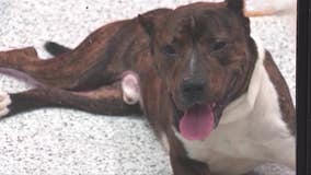 Fulton County leaders vote to continue cutting off animal services to Atlanta